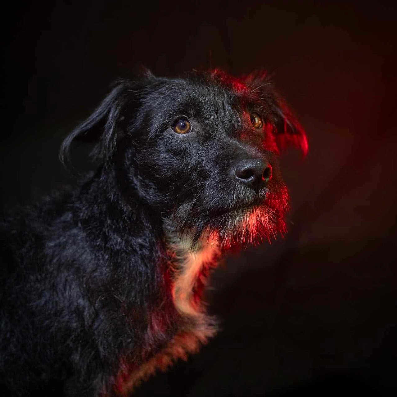 Ezyo a rejoint le concours — aidez-le/la à gagner de superbes lots ! alert, animal, animal_portrait, black_dog, brown_eyes, canine, close_up, dark_background, dog, face, fur, looking_away, mammal, pet, photography, portrait, red_light, scruffy, side_view, studio_lighting