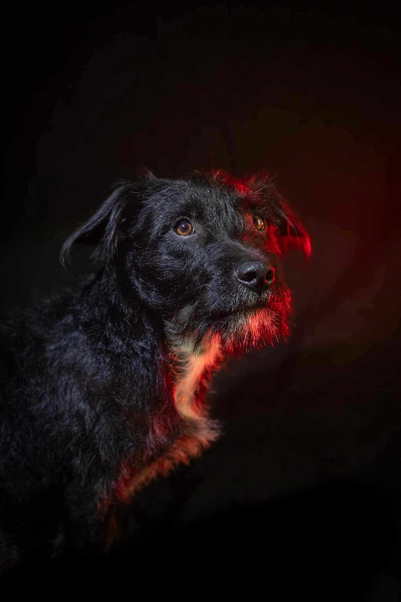 Ezyo a rejoint le concours — aidez-le/la à gagner de superbes lots ! dog, black_dog, portrait, animal, pet, fur, face, brown_eyes, scruffy, side_view, studio_lighting, red_light, dark_background, close_up, mammal, canine, alert, looking_away, photography, animal_portrait