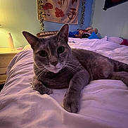 Abbie joined the competition — help win amazing prizes! cat, bed, blanket, stuffed_animals, lamp, poster, wall, nighttime, cozy, gray_cat, feline, indoor, relaxing, whiskers, paws, furniture, soft_lighting, decor, resting, curious