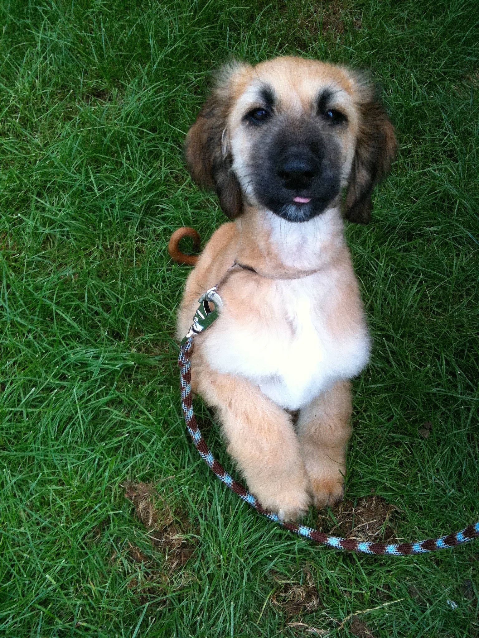 Fulmen a rejoint le concours — aidez-le/la à gagner de superbes lots ! canidae, carnivore, companion_dog, dog, dog_breed, fawn, grass, liver, plant, snout, sporting_group, working_dog