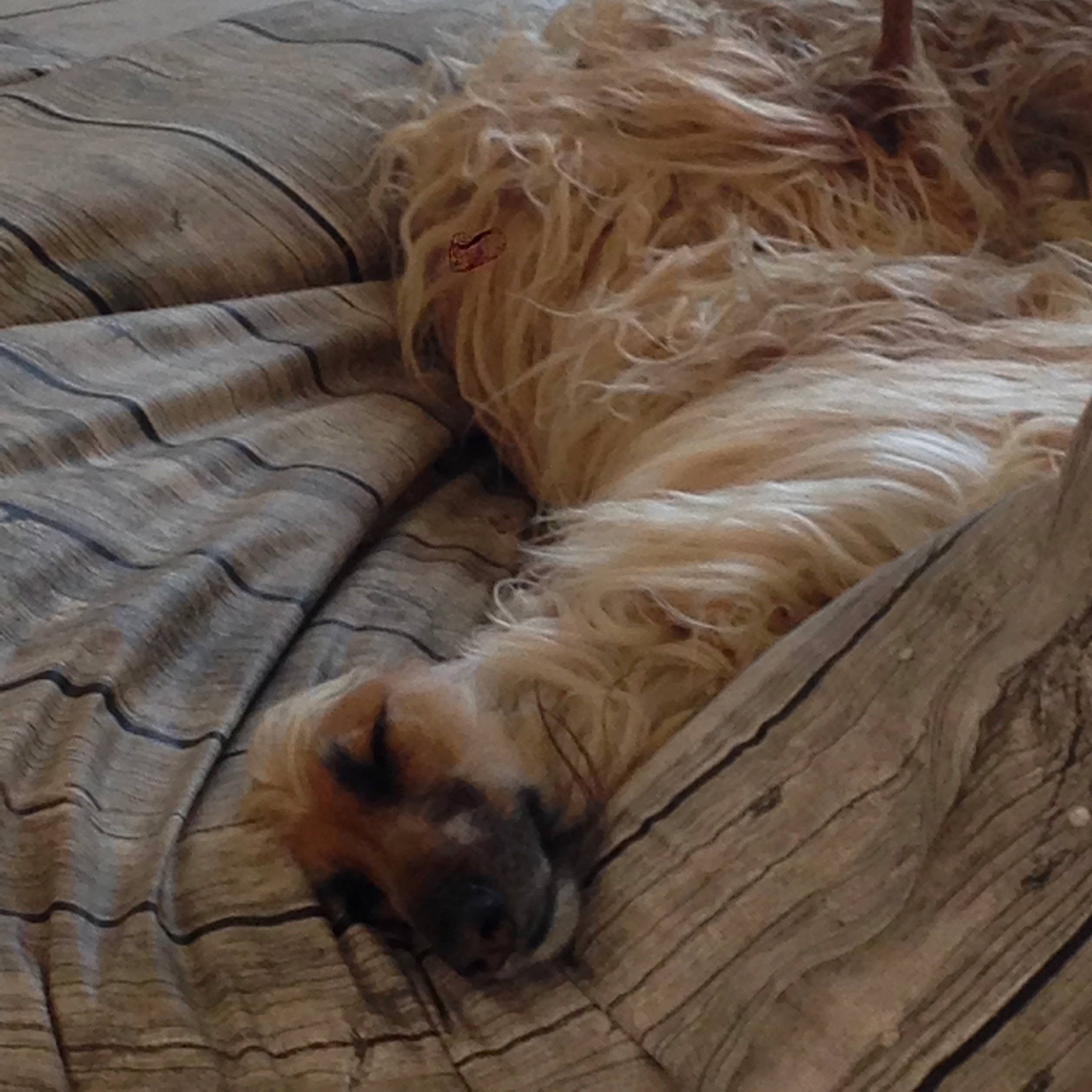 Fulmen a rejoint le concours — aidez-le/la à gagner de superbes lots ! canidae, carnivore, comfort, companion_dog, dog, dog_breed, fawn, felidae, fur, hardwood, liver, nap, snout, sporting_group, tail, terrestrial_animal, whiskers, wildlife, wood, working_animal