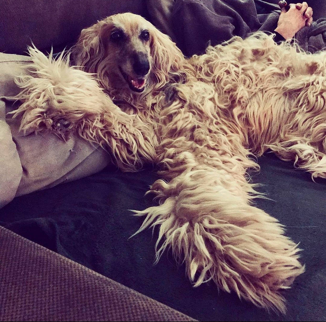 Fulmen a rejoint le concours — aidez-le/la à gagner de superbes lots ! canidae, carnivore, cloud, companion_dog, dog, dog_breed, fur, giant_dog_breed, happy, mammal, metal, sporting_group, square, working_animal