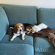 Croquette a rejoint le concours — aidez-le/la à gagner de superbes lots ! beagle, dog, cat, rabbit, couch, blanket, pet, animal, indoor, resting, fur, domestic_animal, cozy, relaxed, living_room, teal_couch, wooden_floor, companion, cute, friendship