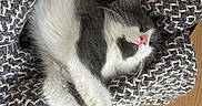 Croquette participe au concours pour gagner de l'argent avec cette photo : animal, blanket, cat, cozy, cute, fur, home, indoor, kitten, mammal, paw, pet, pink_nose, relaxed, resting, sleeping, soft_texture, stretching, whiskers, wrapped