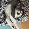 Croquette participe au concours pour gagner de l'argent avec cette photo : cat, kitten, sleeping, paw, blanket, cozy, indoor, fur, pink_nose, relaxed, cute, pet, whiskers, resting, home, soft_texture, stretching, mammal, animal, wrapped