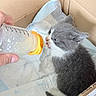 Croquette participe au concours pour gagner de l'argent avec cette photo : kitten, cat, baby_bottle, milk, cardboard_box, hand, furry, feeding, cute, pet, animal, indoor, soft, gray, white, young, small, domestic, comfort, caretaking