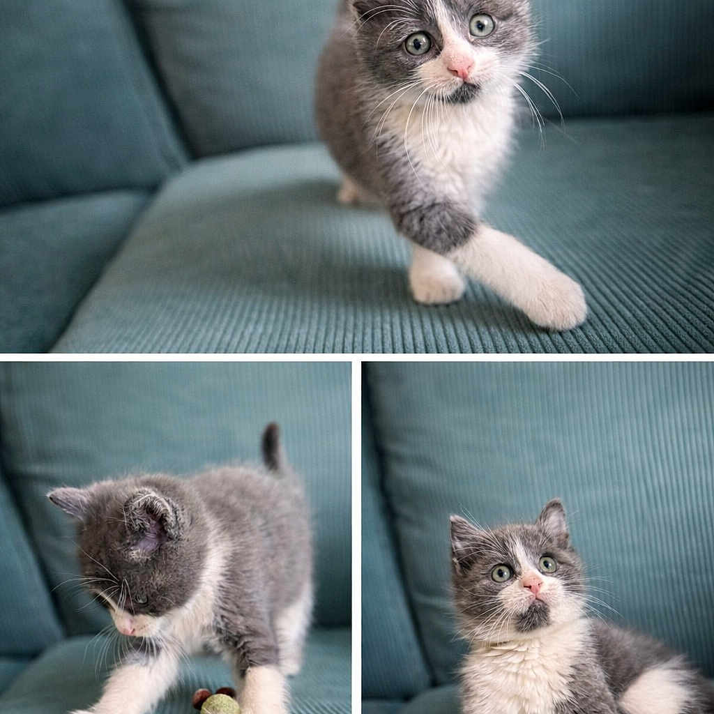 Croquette a rejoint le concours — aidez-le/la à gagner de superbes lots ! kitten, cat, gray_cat, white_cat, playing, feather_toy, couch, indoor, pet, feline, cute, young_animal, fur, whiskers, paw, curious, sitting, lying_down, close_up, home