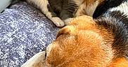 Croquette a rejoint le concours — aidez-le/la à gagner de superbes lots ! dog, kitten, cat, sleeping, resting, pet, animal, furry, cozy, blanket, indoor, cute, snuggling, companion, fur, relaxing, closeup, domestic, friendship, portrait