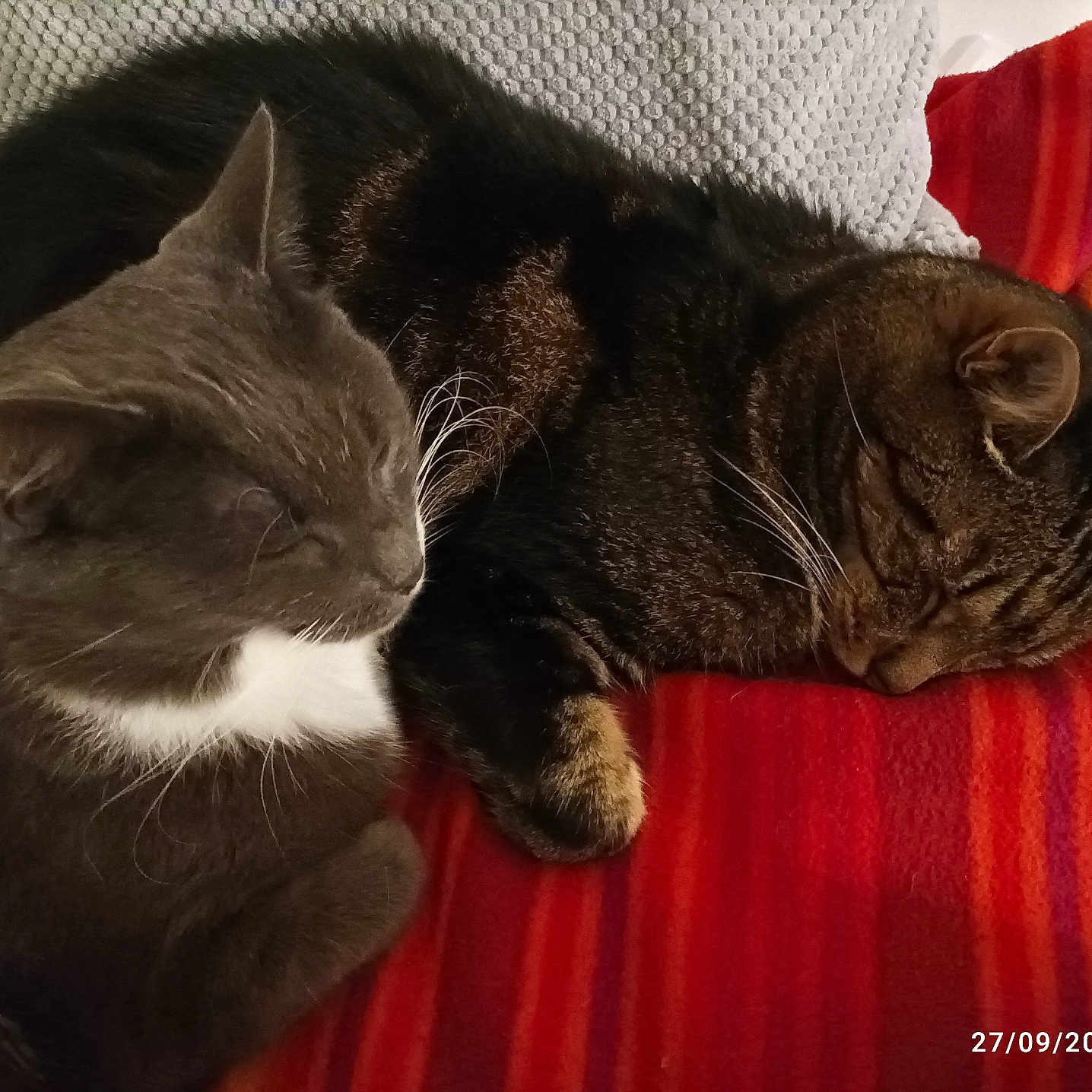 Yanou Et Chaussette a rejoint le concours — aidez-le/la à gagner de superbes lots ! abyssinian, animal, architecture, armchair, blanket, building, cat, chair, couch, cushion, furniture, homedecor, indoors, livingroom, manx, person, pet, room, sleeping, velvet