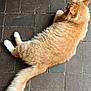 Pumpkin joined the competition — help win amazing prizes! cat, orange_cat, white_paws, fluffy_tail, fur, pet, animal, resting, floor, tiles, brown_tiles, indoor, relaxed, cute, feline, mammal, domestic_animal, paws, whiskers, side_view