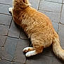 cat, orange_cat, white_paws, fluffy_fur, resting, indoor, tiled_floor, pet, animal, relaxed, back_view, feline, cute, domestic_cat, whiskers, tail, soft_fur, floor_tiles, close_up, sleepy