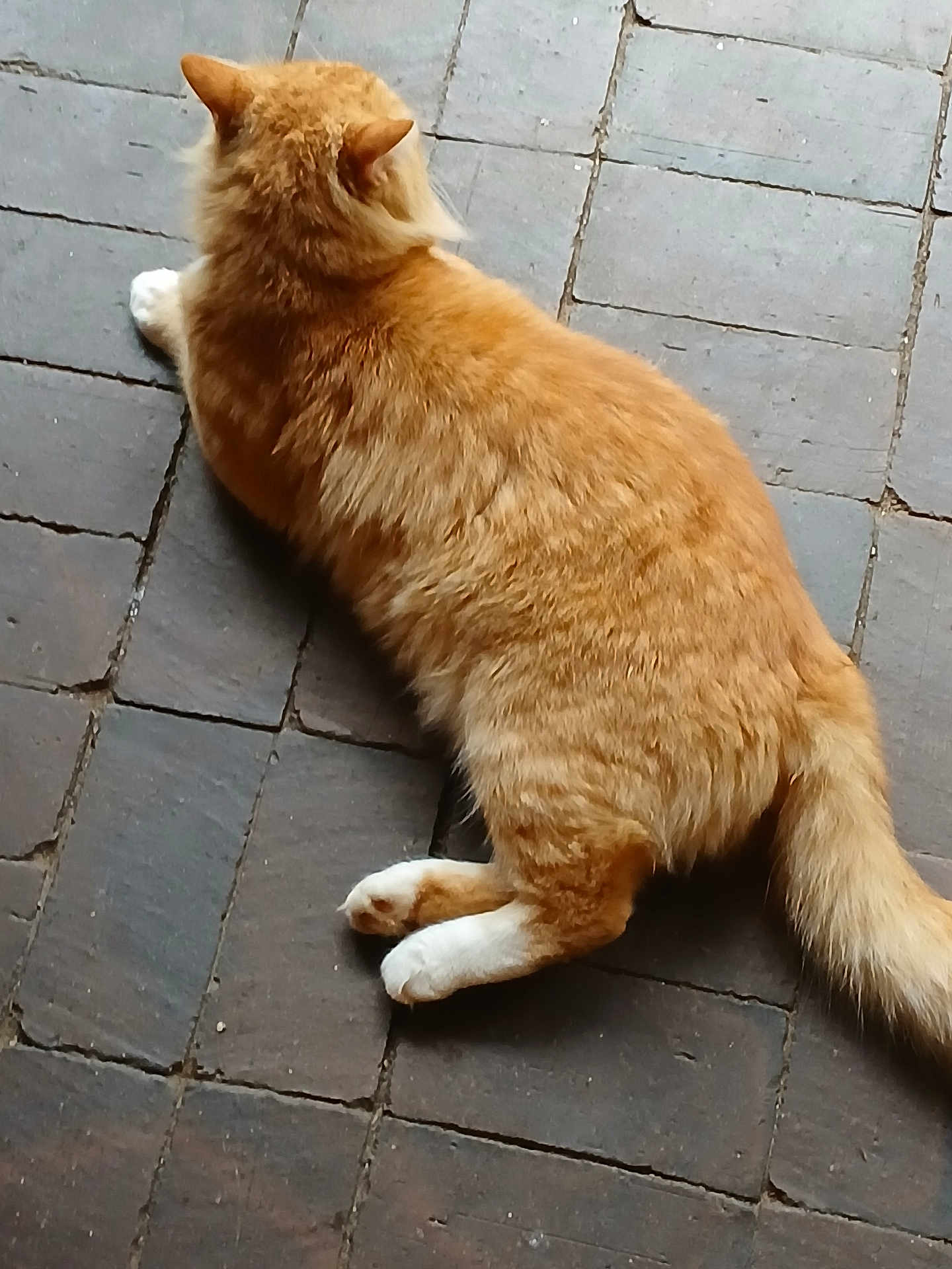 Pumpkin