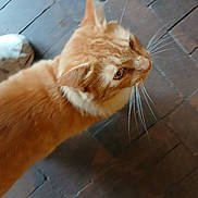 Pumpkin joined the competition — help win amazing prizes! cat, orange_cat, whiskers, fur, pet, animal, indoor, floor, brick_floor, curious, side_view, close_up, feline, domestic_cat, walking, eye, ears, tail, soft_texture, head