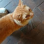 cat, orange_cat, whiskers, fur, pet, animal, indoor, floor, brick_floor, curious, side_view, close_up, feline, domestic_cat, walking, eye, ears, tail, soft_texture, head
