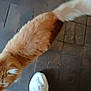 Pumpkin joined the competition — help win amazing prizes! cat, ginger_cat, white_shoe, footwear, tile_floor, walking, pet, animal, indoor, blur, motion_blur, orange_fur, tail, paw, flooring, casual_shoe, sole, side_view, domestic_cat, feline