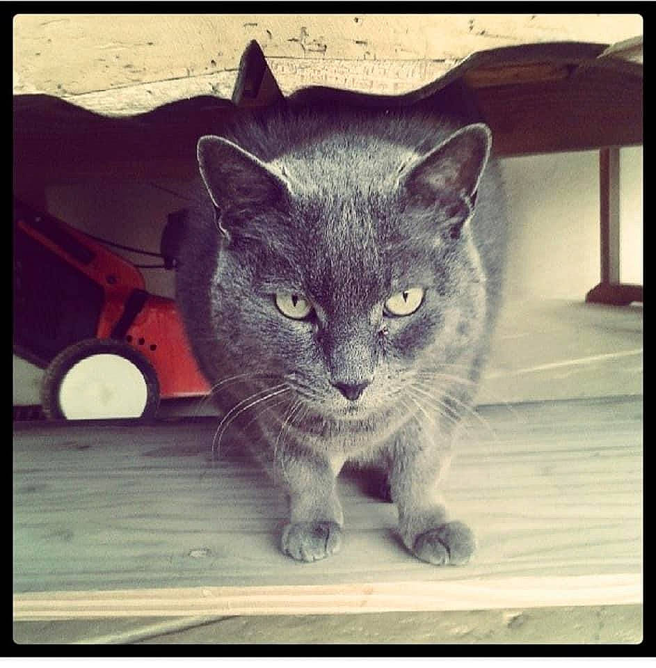 Vikcy a rejoint le concours — aidez-le/la à gagner de superbes lots ! asian, black_cat, burmese, carnivore, cat, chartreux, domestic_short_haired_cat, felidae, kitten, korat, mammal, nebelung, photo_caption, photography, picture_frame, russian_blue, small_to_medium_sized_cats, snout, square, whiskers