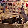 basket, bedding, bedroom, black_and_white, blanket, butterfly_pattern, collar, cozy, cute, dog, home, indoors, laundry_basket, lying_down, pet, portrait, quilt, resting, sleeping, small_dog