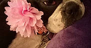 Nike Victory is registered to the contest to win money with this photo: animal, black_and_white, blanket, boston_terrier, close_up, collar, cozy, cute, dog, face, indoors, leash, pet, photography, pink_flower, portrait, purple, resting, sleepy, snuggling