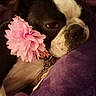 animal, black_and_white, blanket, boston_terrier, close_up, collar, cozy, cute, dog, face, indoors, leash, pet, photography, pink_flower, portrait, purple, resting, sleepy, snuggling