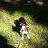 animal, backyard, black_and_white, cute, daylight, dog, garden, grass, lawn, nature, outdoor, pet, plants, portrait, puppy, shadow, short_coat, standing, sunlight, white_markings