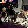 boston_terrier, chihuahua, dog, dogs, pets, animal, bed, bedroom, indoors, sitting, lying_down, portrait, black_and_white, brown_and_white, pointy_ears, collar, pet_tag, blanket, television, home