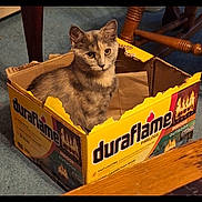 Reese joined the competition — help win amazing prizes! cat, box, cardboard, indoor, pet, animal, feline, curious, sitting, fur, carpet, wooden_furniture, yellow, domestic, looking, home, cozy, torn_box, closeup, portrait