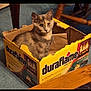 cat, box, cardboard, indoor, pet, animal, feline, curious, sitting, fur, carpet, wooden_furniture, yellow, domestic, looking, home, cozy, torn_box, closeup, portrait