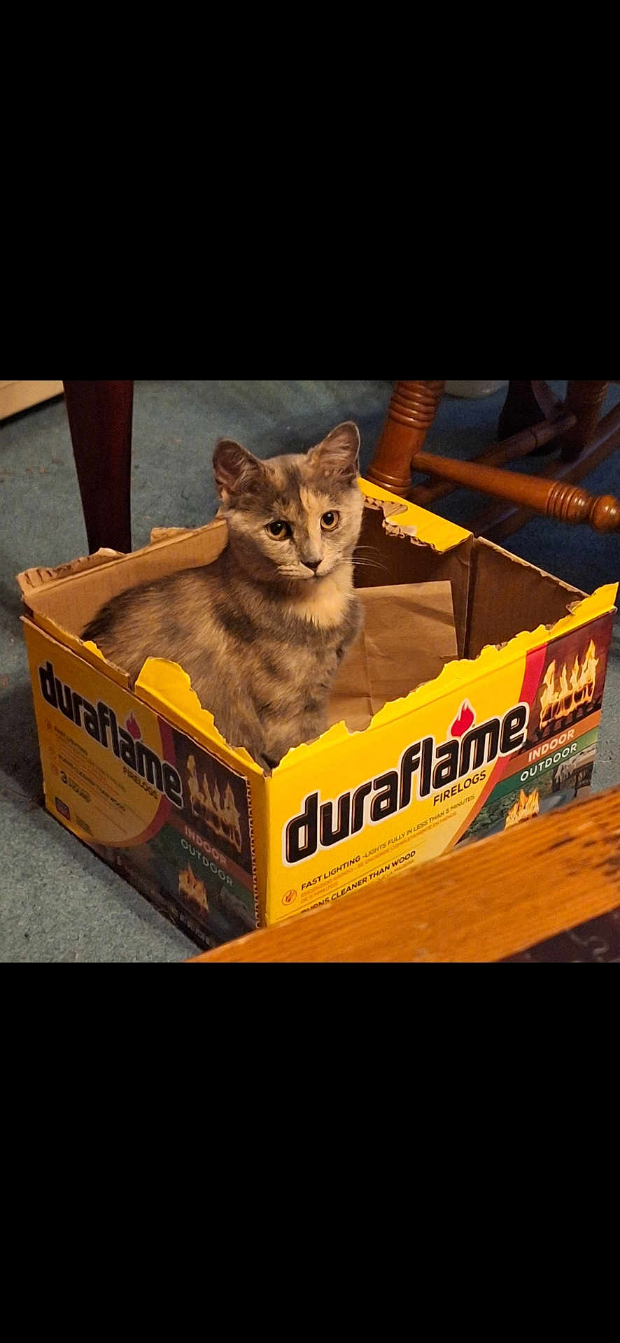 Reese joined the competition — help win amazing prizes! cat, box, cardboard, indoor, pet, animal, feline, curious, sitting, fur, carpet, wooden_furniture, yellow, domestic, looking, home, cozy, torn_box, closeup, portrait