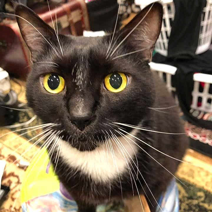 Dodger joined the competition — help win amazing prizes! asian, black_cat, burmese, carnivore, cat, domestic_short_haired_cat, felidae, kitten, mammal, oriental_shorthair, small_to_medium_sized_cats, snout, whiskers
