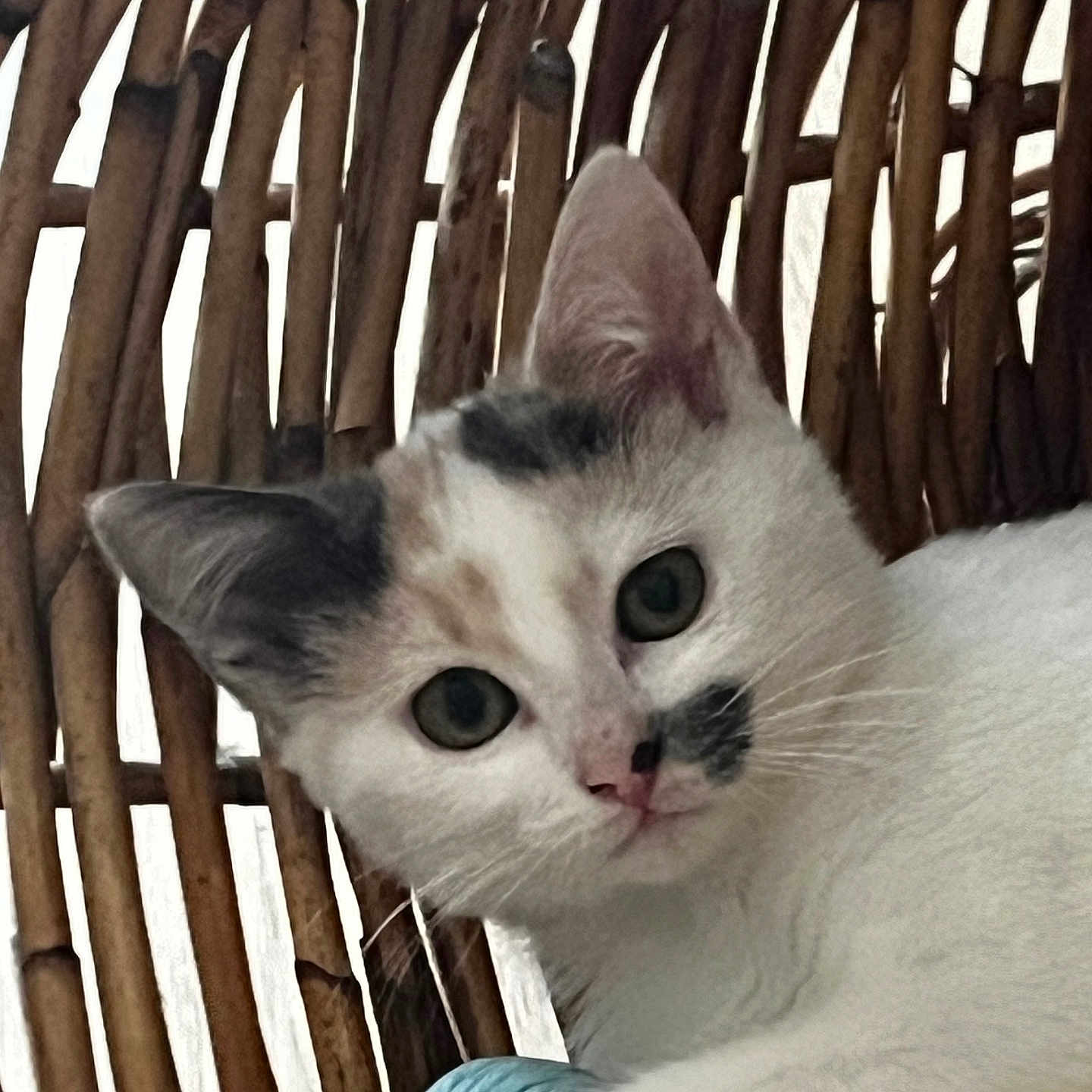 Heidi Kolebacki a rejoint le concours — aidez-le/la à gagner de superbes lots ! abyssinian, angora, animal, basket, brick, cat, chair, countryside, crib, cushion, furniture, homedecor, infantbed, kitten, manx, nature, outdoors, pet, siamese, wood