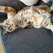 Cookie participe au concours pour gagner de l'argent avec cette photo : cat, tabby, pet, feline, indoor, couch, fur, paw, relaxed, lying_down, curious, wide_eyes, home, cozy, soft, animal, whiskers, striped, domestic_cat, resting