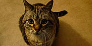 Cookie participe au concours pour gagner de l'argent avec cette photo : alone, animal, beige, cat, closeup, curious, cute, domestic, ears, feline, floor, indoor, looking_up, mammal, pet, shadow, tabby, tail, warm_lighting, whiskers