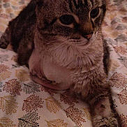 Cookie participe au concours pour gagner de l'argent avec cette photo : animal, bedspread, cat, closeup, cozy, cute, domestic_animal, feline, fur, indoor, leaf_print, mammal, pattern, paw, pet, relaxed, resting, sleepy, tabby, whiskers
