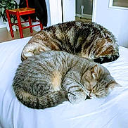 Tigresse a rejoint le concours — aidez-le/la à gagner de superbes lots ! cat, tabby, sleeping, bed, indoor, feline, animal, pet, cozy, curled_up, resting, two_cats, white_bed, striped, domestic_cat, peaceful, houseplant, chair, wood_floor, quiet