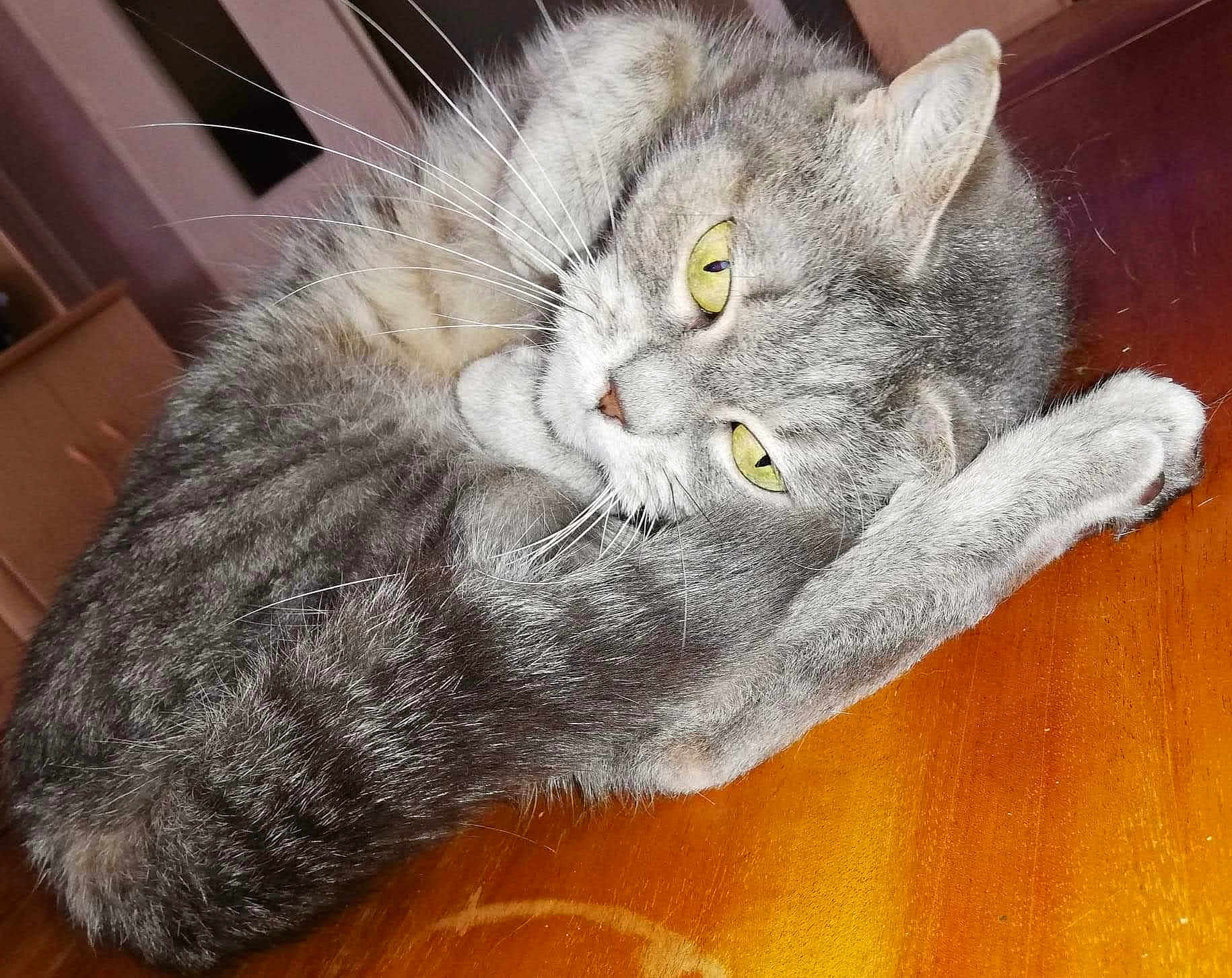Tigresse participe au concours pour gagner de l'argent avec cette photo : cat, gray_tabby, yellow_eyes, whiskers, indoor, wooden_surface, curled_up, pet, feline, fur, sleepy, close_up, animal, domestic_cat, relaxed, cozy, table, resting, cute, household