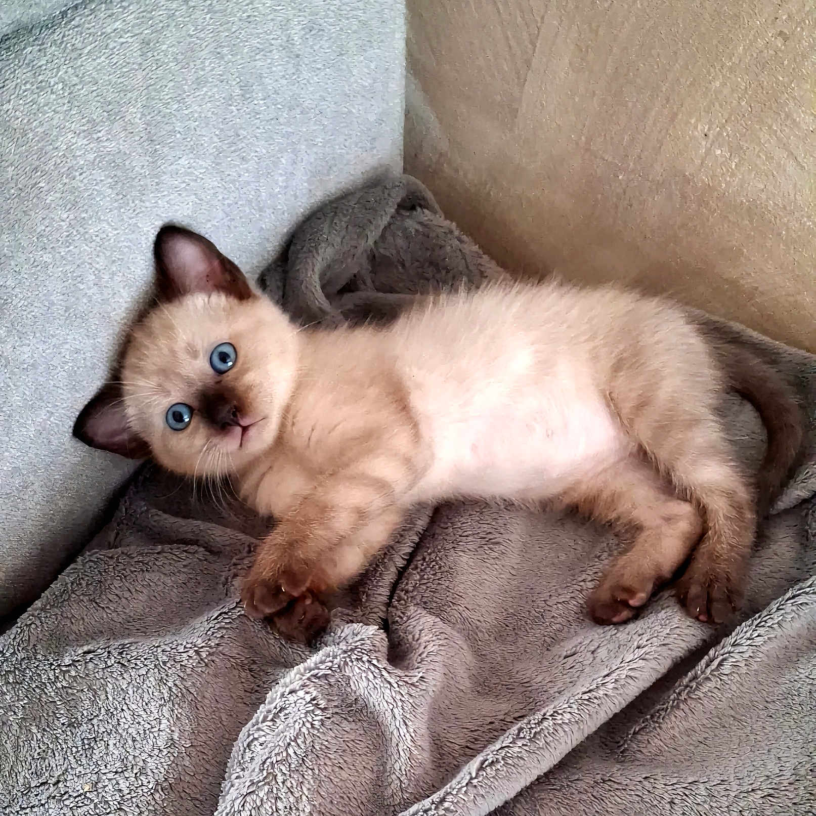 Thor participe au concours pour gagner de l'argent avec cette photo : kitten, cat, siamese, blue_eyes, fur, pet, animal, cute, young, lying_down, blanket, soft, indoor, relaxed, cozy, curious, whiskers, paws, ears, face