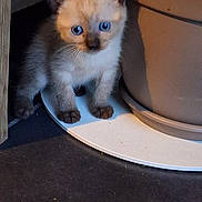 Thor participe au concours pour gagner de l'argent avec cette photo : kitten, cat, siamese, blue_eyes, plant_pot, curious, indoor, pet, small, fur, whiskers, animal, cute, young, shadow, floor, domestic, closeup, portrait, feline