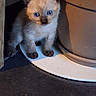 kitten, cat, siamese, blue_eyes, plant_pot, curious, indoor, pet, small, fur, whiskers, animal, cute, young, shadow, floor, domestic, closeup, portrait, feline