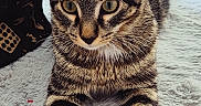 Grizou a rejoint le concours — aidez-le/la à gagner de superbes lots ! alert, animal, bedroom, cat, close_up, cozy, feline, fluffy_rug, front_paws, green_eyes, home, indoor, patterned_fabric, pet, pointed_ears, portrait, sitting, striped_fur, tabby_cat, whiskers