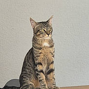 Grizou a rejoint le concours — aidez-le/la à gagner de superbes lots ! alert, animal, brown_fur, cat, ears, eyes, feline, funny_expression, gray_fur, home, indoor, pet, portrait, sitting, striped_fur, tabby_cat, upright, wall, whiskers, wooden_table