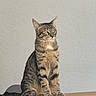 alert, animal, brown_fur, cat, ears, eyes, feline, funny_expression, gray_fur, home, indoor, pet, portrait, sitting, striped_fur, tabby_cat, upright, wall, whiskers, wooden_table