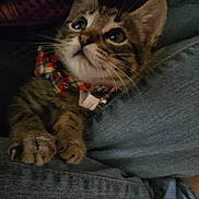 Theo joined the competition — help win amazing prizes! kitten, cat, pet, feline, bow_tie, plaid, close_up, denim, jeans, paws, whiskers, cute, young, indoor, animal, tabby, fur, collar, resting, curious