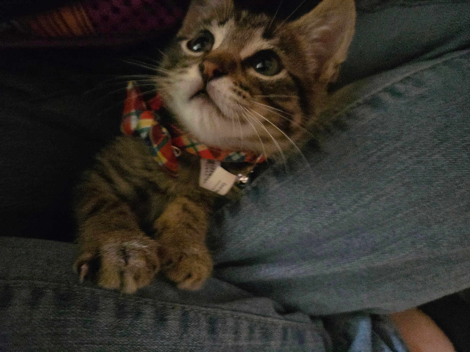 Theo joined the competition — help win amazing prizes! kitten, cat, pet, feline, bow_tie, plaid, close_up, denim, jeans, paws, whiskers, cute, young, indoor, animal, tabby, fur, collar, resting, curious
