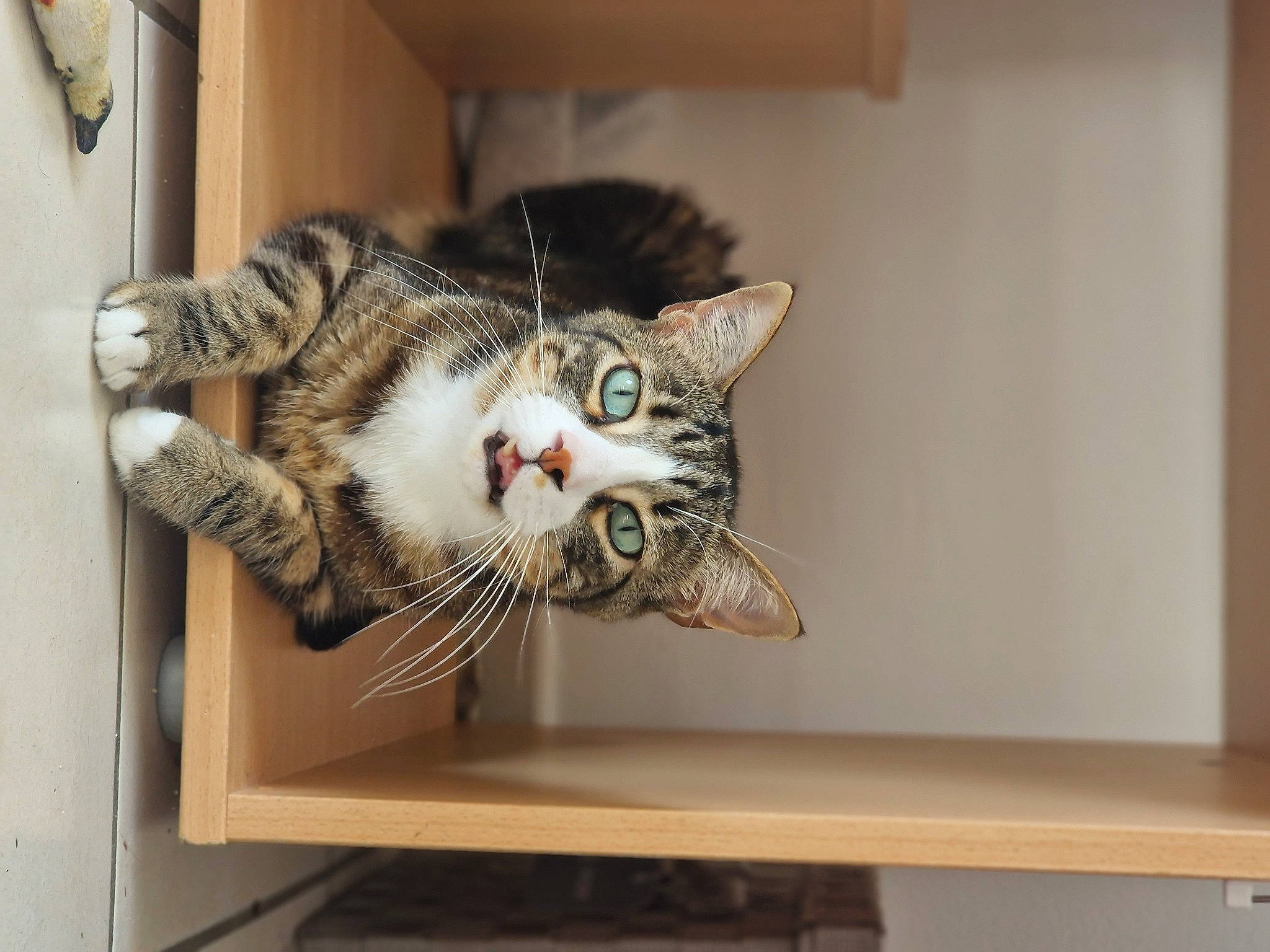 Athos a rejoint le concours — aidez-le/la à gagner de superbes lots ! carnivore, cat, comfort, domestic_short_haired_cat, door, felidae, fur, hardwood, mammal, paw, room, shelf, small_to_medium_sized_cats, snout, tail, whiskers, wood