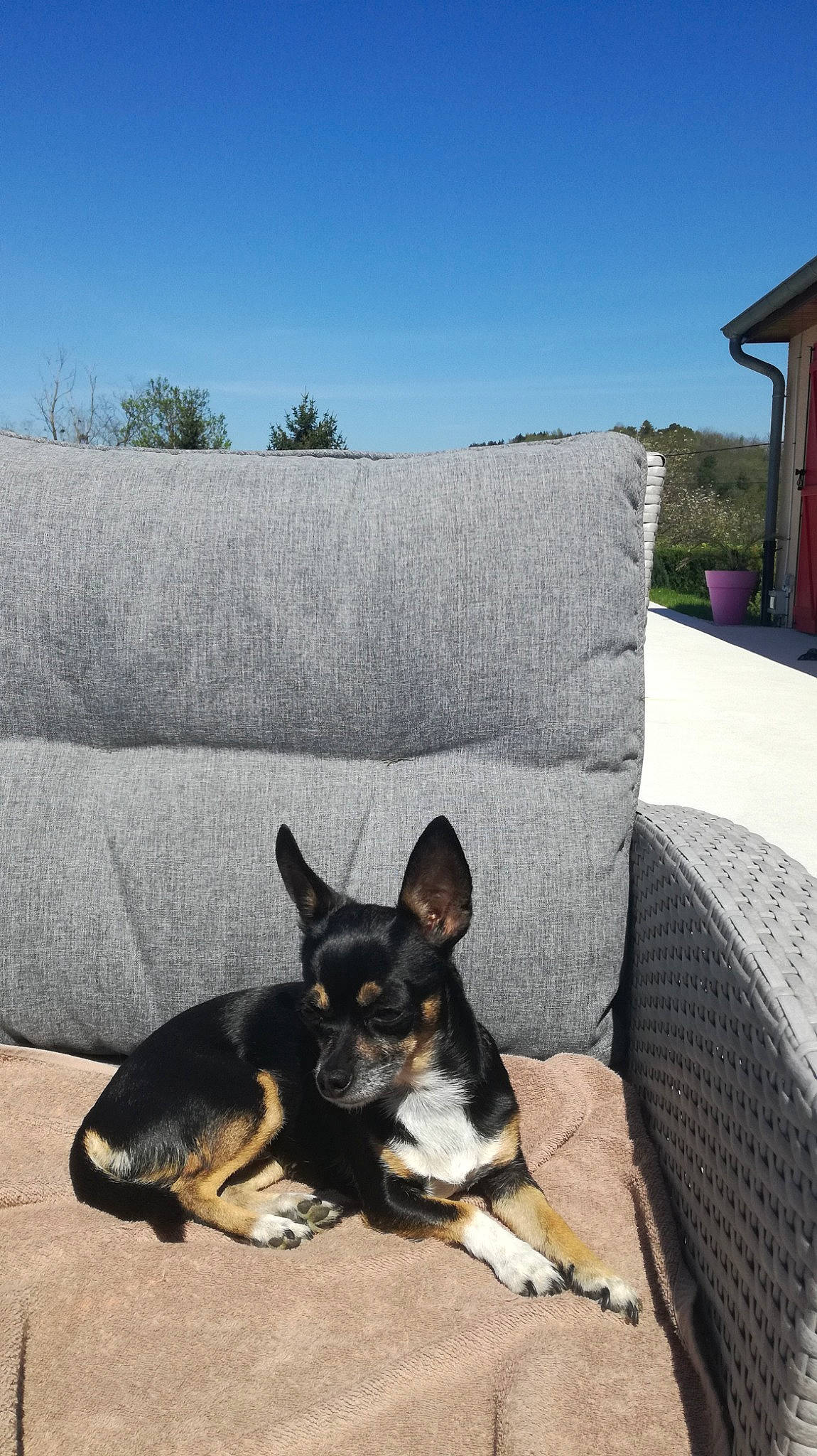 Hindy a rejoint le concours — aidez-le/la à gagner de superbes lots ! carnivore, chair, comfort, companion_dog, couch, dog, dog_breed, grass, mammal, outdoor_furniture, paw, pet_supply, plant, sharing, sky, snout, sporting_group, tail, tree, working_animal