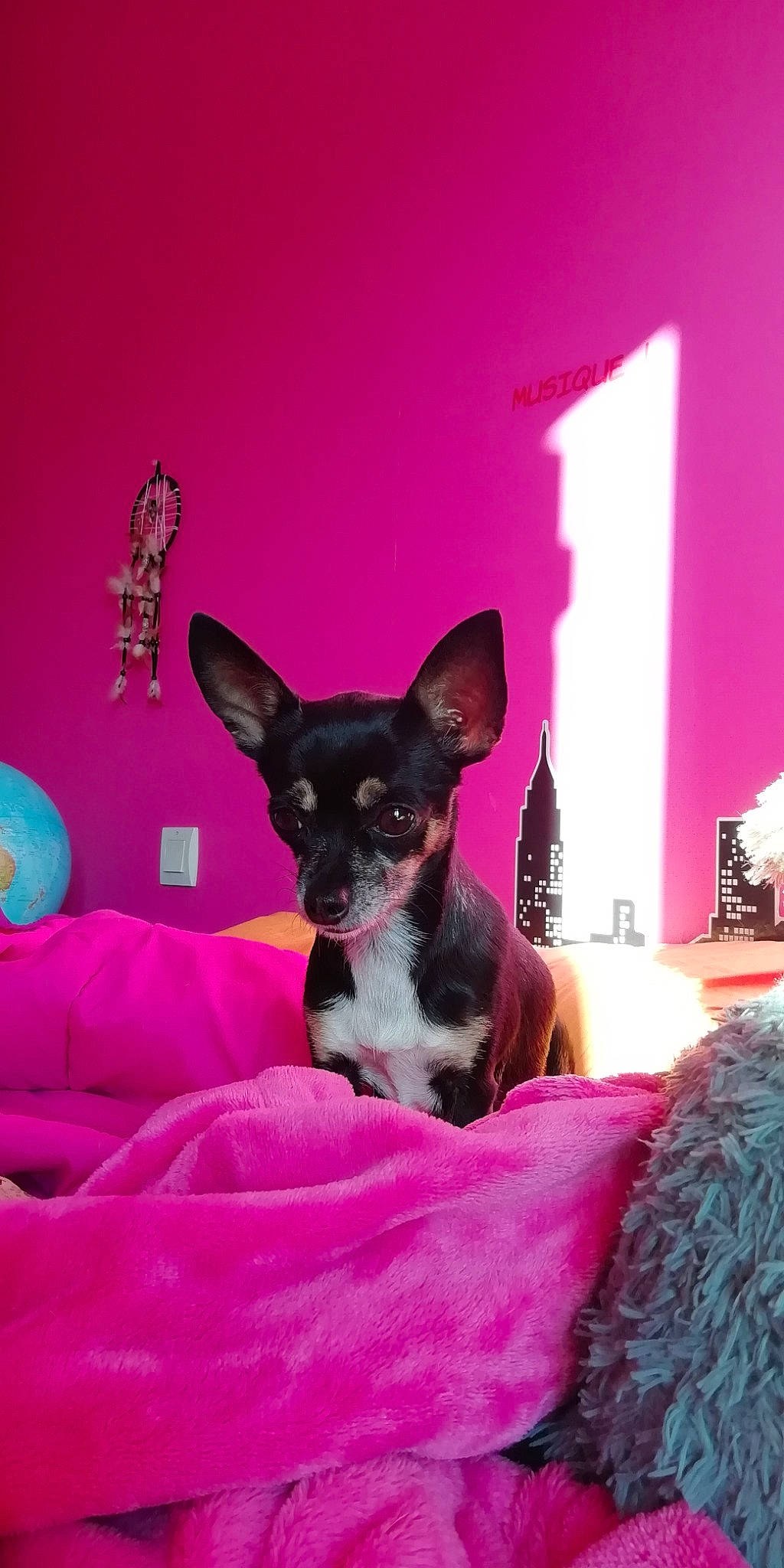 Hindy a rejoint le concours — aidez-le/la à gagner de superbes lots ! canidae, carnivore, comfort, companion_dog, dog, dog_breed, dog_supply, ear, fawn, fur, linens, magenta, non_sporting_group, pink, purple, room, small_terrier, snout, toy_dog, whiskers