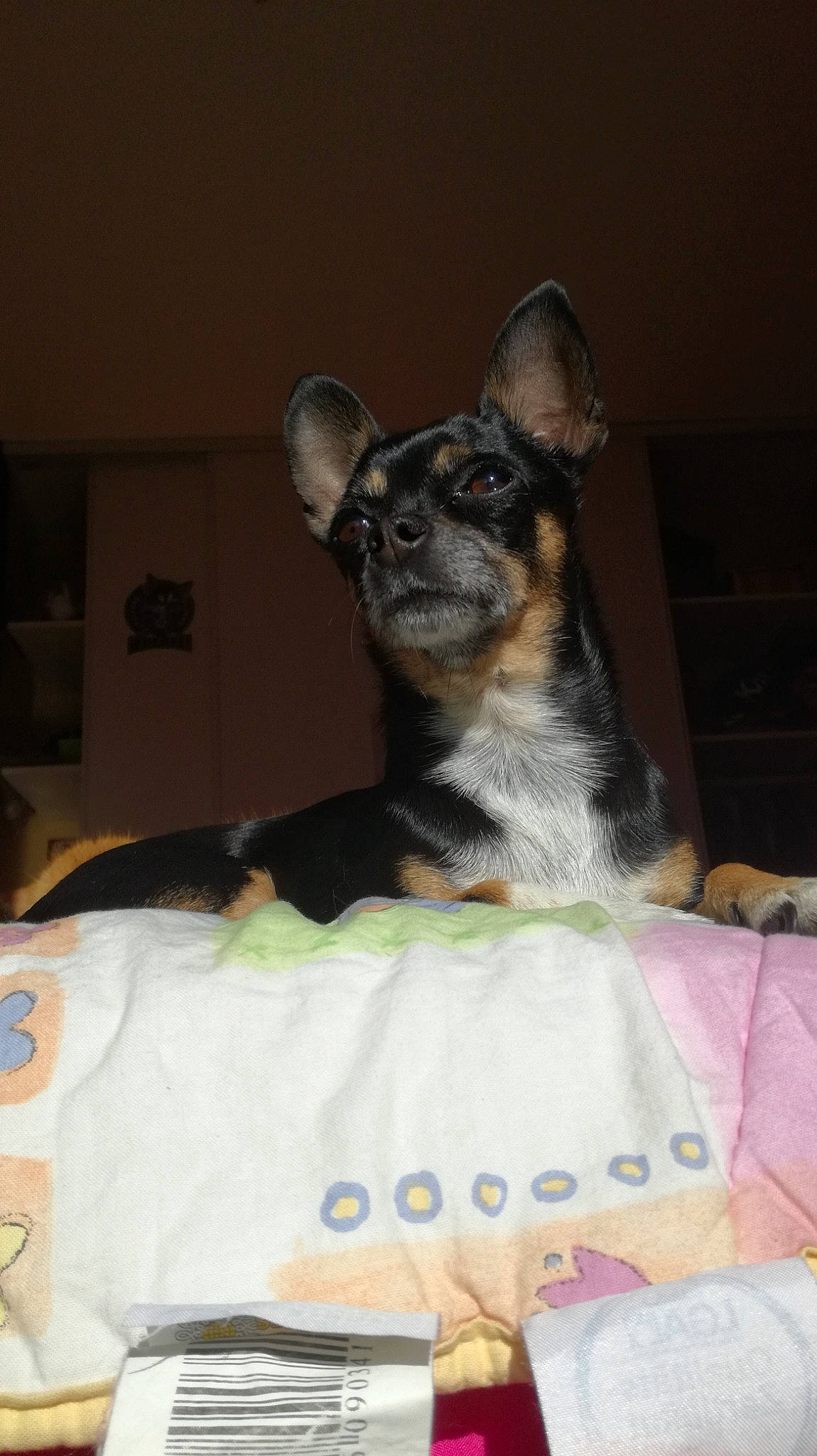 Hindy a rejoint le concours — aidez-le/la à gagner de superbes lots ! canidae, carnivore, comfort, companion_dog, dog, dog_breed, dog_supply, ear, event, fawn, fur, grey, linens, sitting, snout, sporting_group, toy_dog, whiskers, working_animal, working_dog