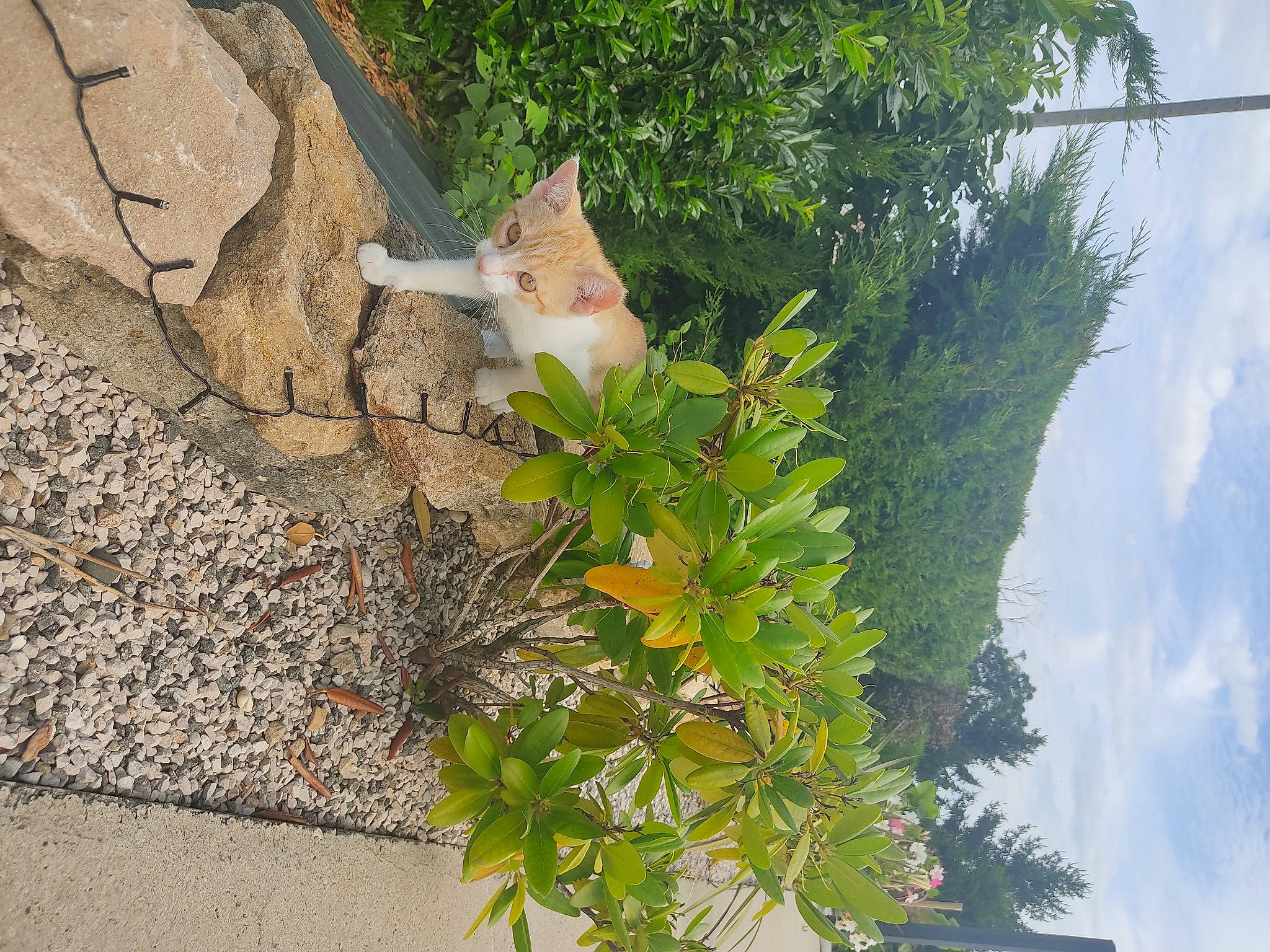 Mimi participe au concours pour gagner de l'argent avec cette photo : bedrock, carnivore, cloud, felidae, flower, flowering_plant, grass, groundcover, landscape, plant, road_surface, shrub, sky, small_to_medium_sized_cats, tail, terrestrial_plant, tree, trunk, twig, wood
