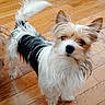 Milo joined the competition — help win amazing prizes! dog, small_dog, curious, fluffy, white_fur, black_fur, tan_fur, wooden_floor, indoors, pet, animal, cute, ears_up, tail_up, looking_up, fur, companion, friendly, domestic, canine