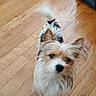 Milo is registered to the contest to win money with this photo: dog, small_dog, fur, pet, indoor, wooden_floor, tail, curious, brown, white, black, long_hair, cute, animal, companion, flooring, looking_up, standing, domestic_animal, scruffy